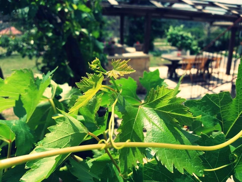 Apartmani AJP Posedarje Bagian luar foto